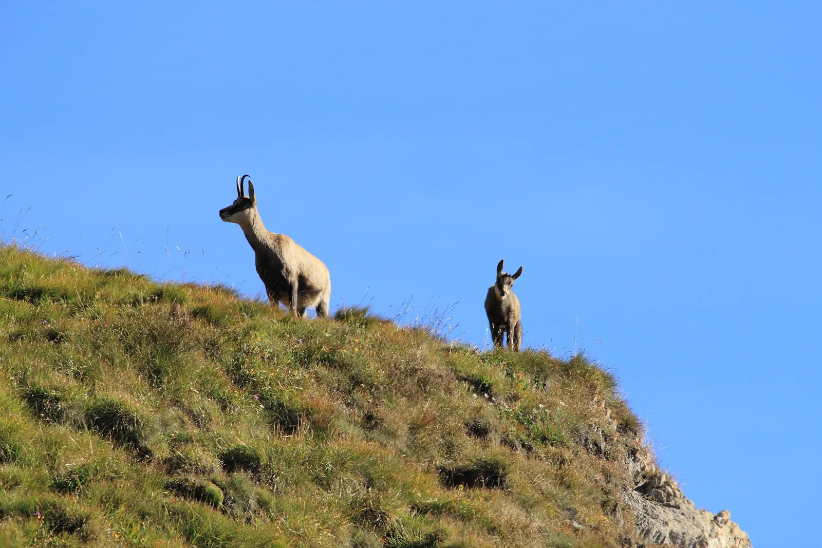 Alpes-de-Haute-Provence : la femelle chamois accompagnée de son petit protégée toute l'année pour favoriser le repeuplem