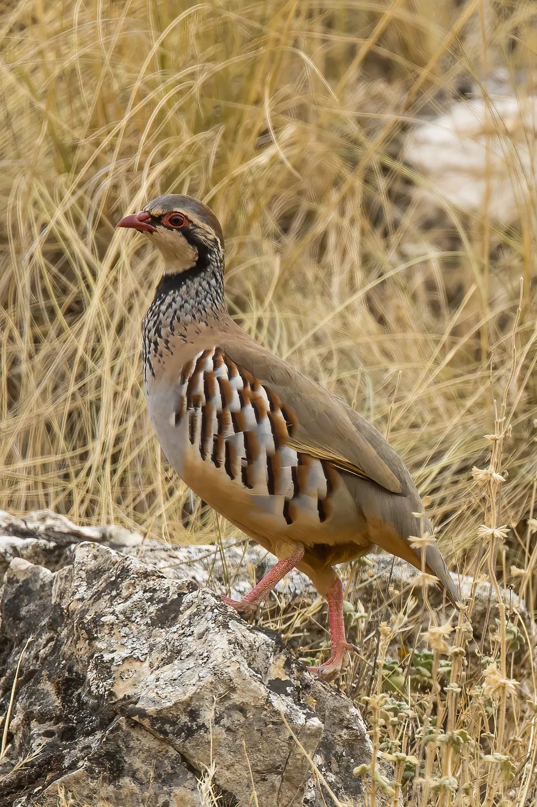 Dans les Alpes-Maritimes, les chasseurs rouvrent 40 hectares pour faire revenir la perdrix rouge sur Les Baous