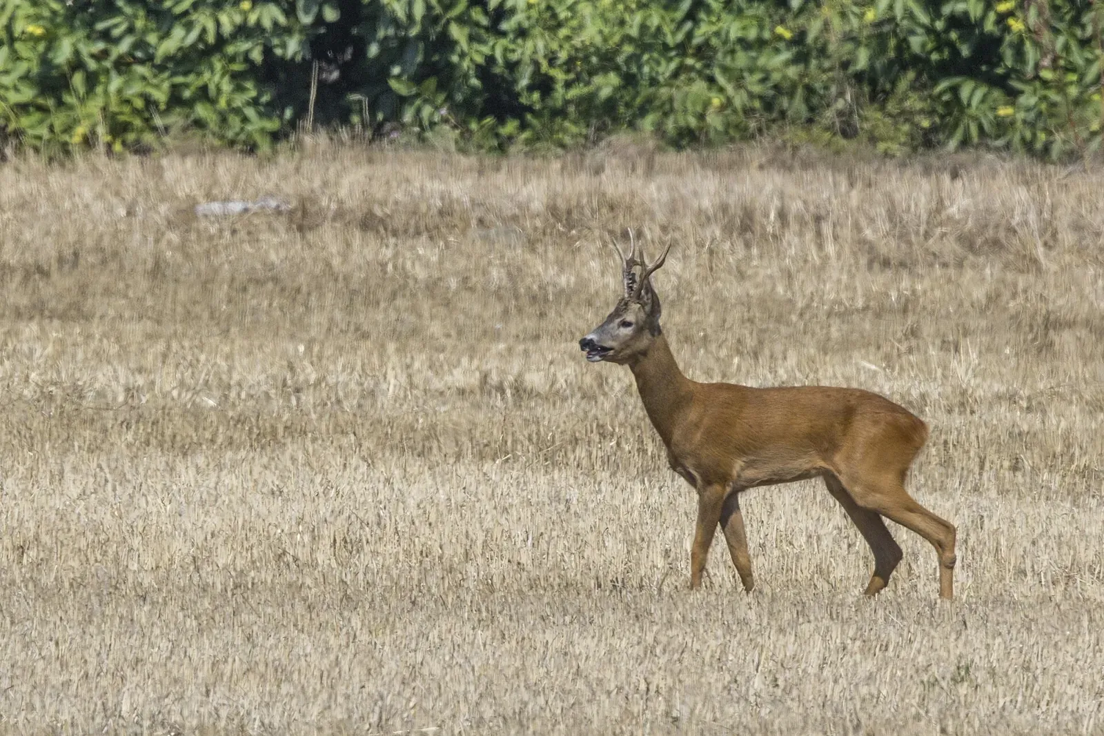 L'Ardèche fête 100 ans de chasse : grand rassemblement au col de l'Escrinet