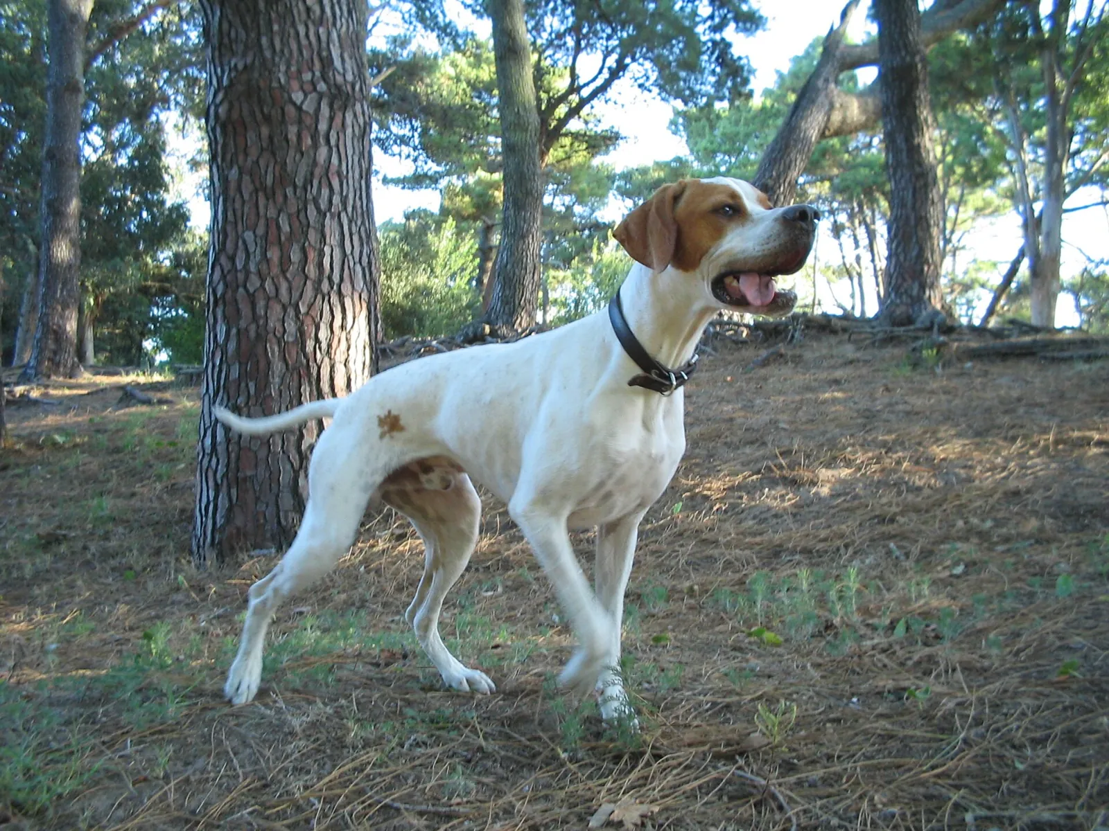 Sigean accueille le Challenge National des chasseurs de France, la fête du petit gibier et du chien d'arrêt