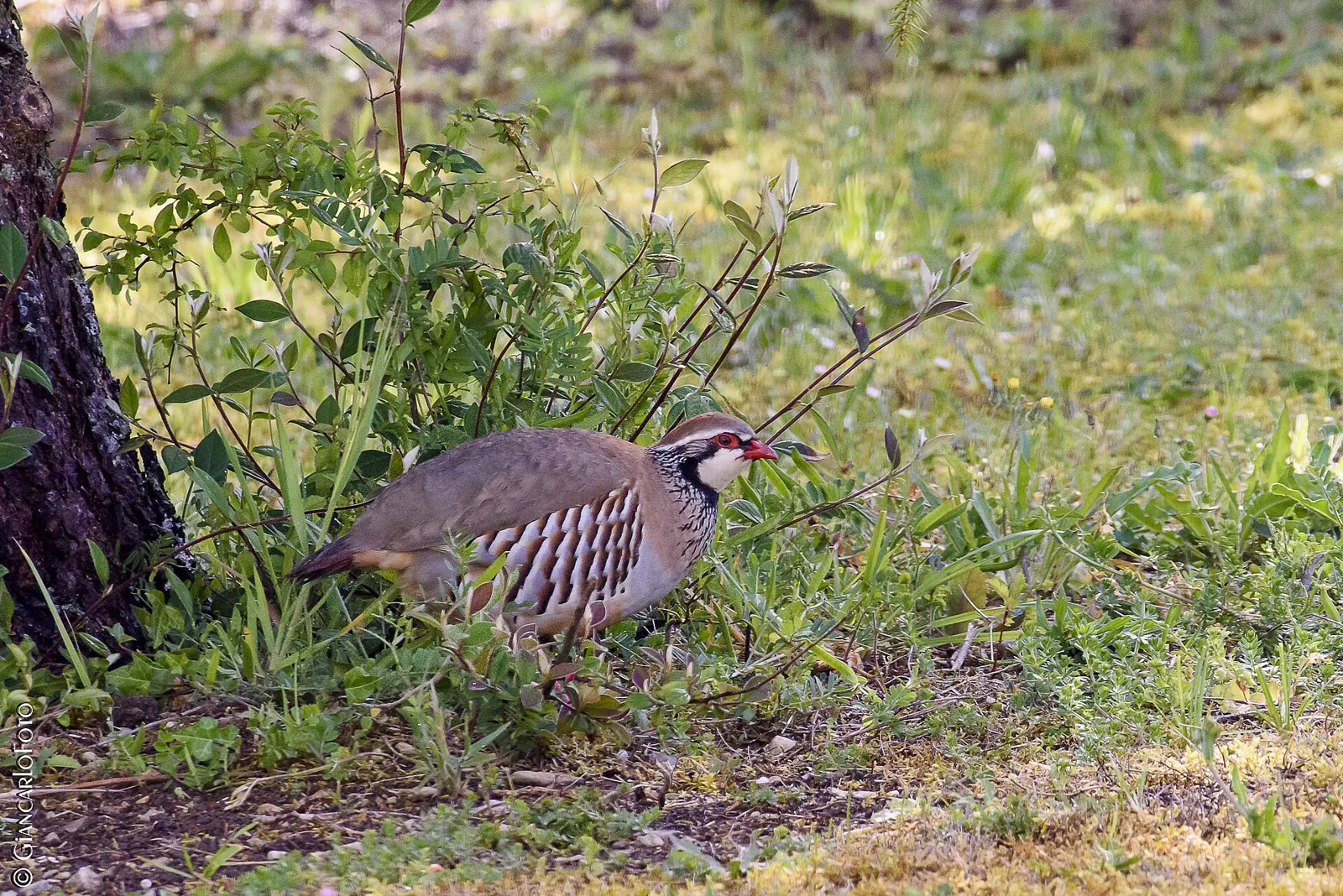 En Eure-et-Loir, les chasseurs nettoient la nature avec l'operation "J'aime la nature propre 2026"