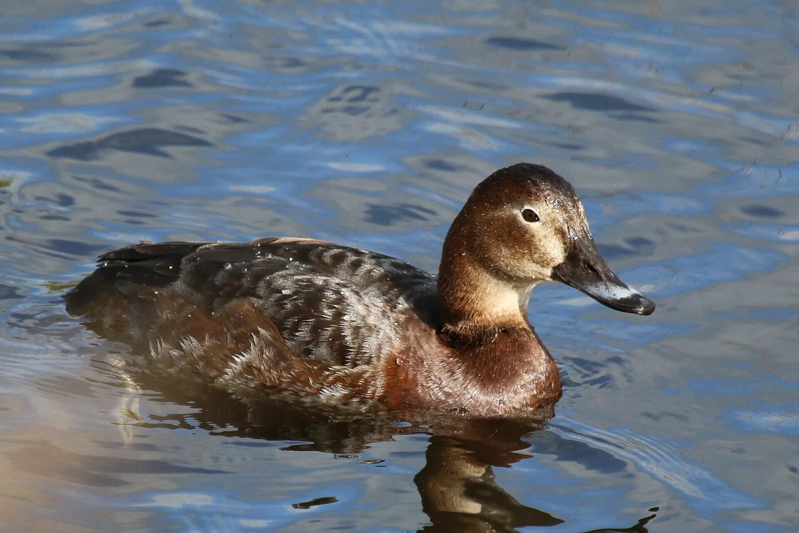 Loir-et-Cher : 100 % d'éclosion pour les canards plongeurs grâce aux nichoirs des chasseurs