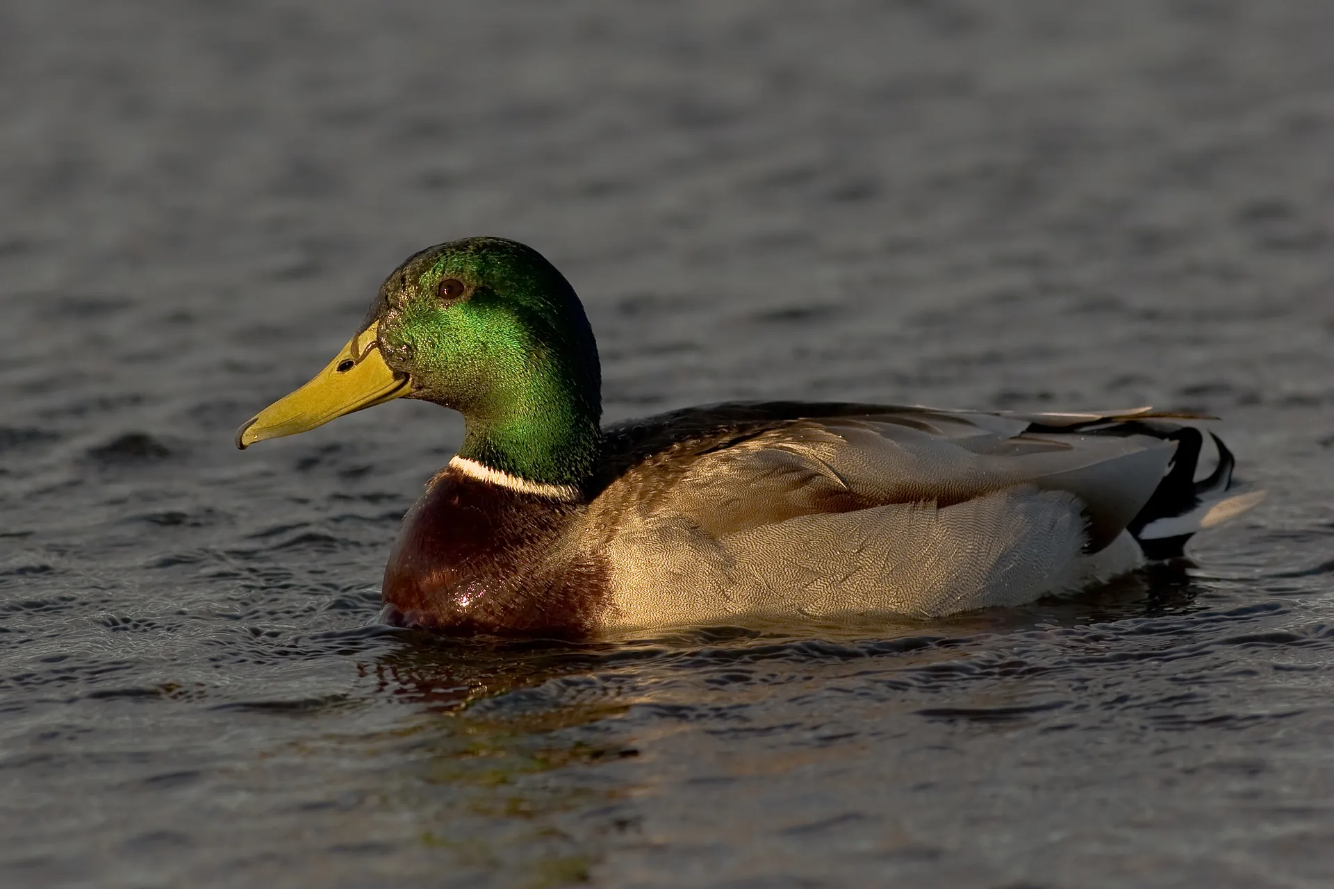 Canard colvert mâle Anas platyrhynchos — gibier à plume élevage GIBIS Isère