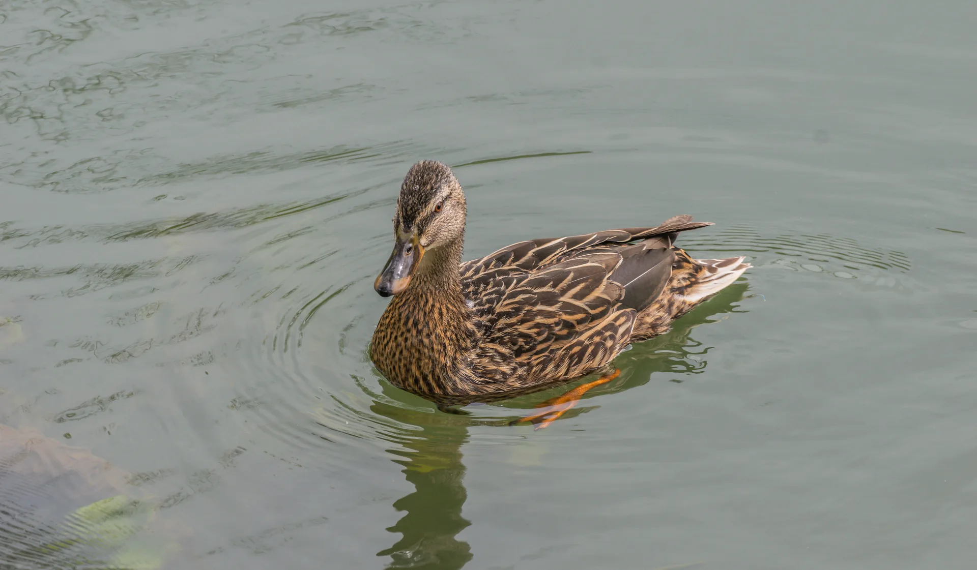 Canard colvert Anas platyrhynchos — canard sauvage chasse élevage GIBIS Isère — photo 10