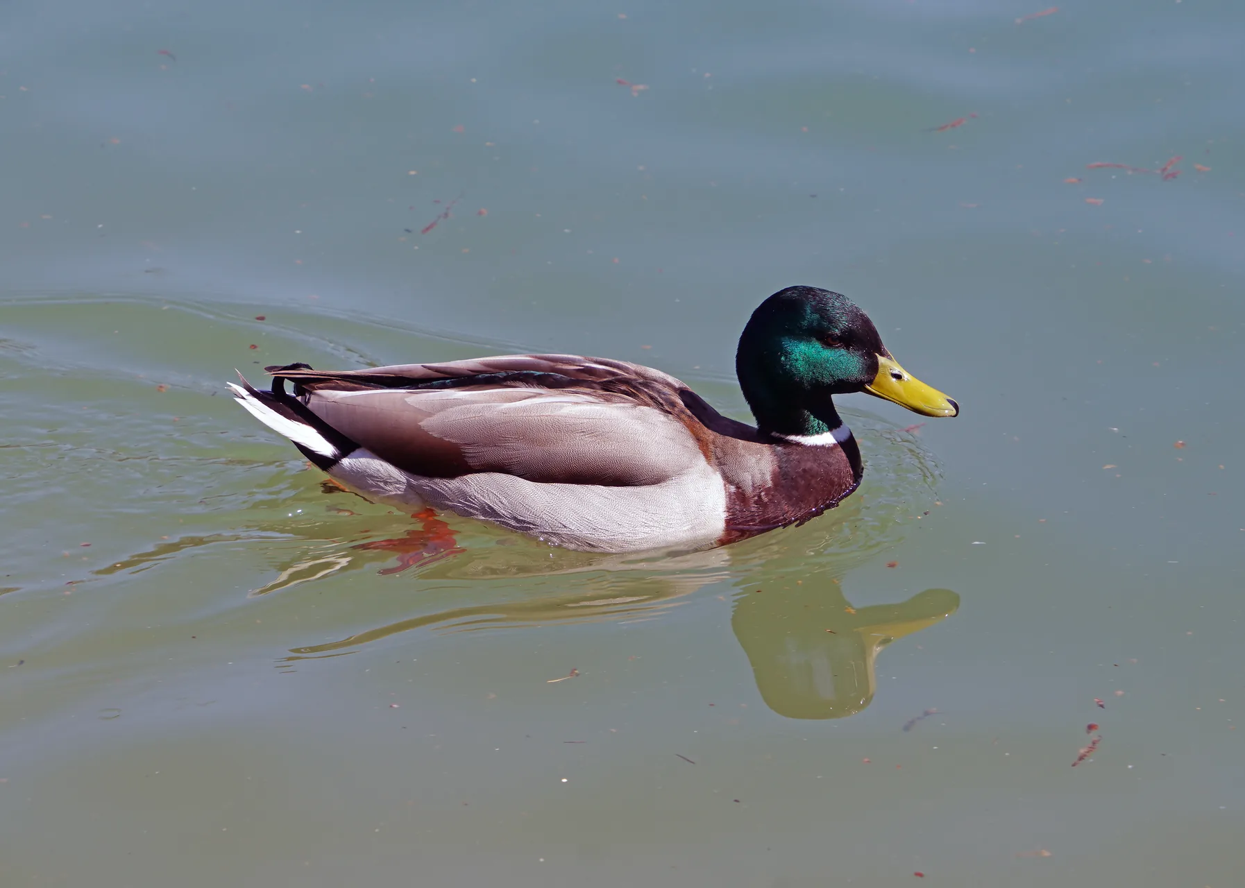 Canard colvert Anas platyrhynchos — canard sauvage chasse élevage GIBIS Isère — photo 2
