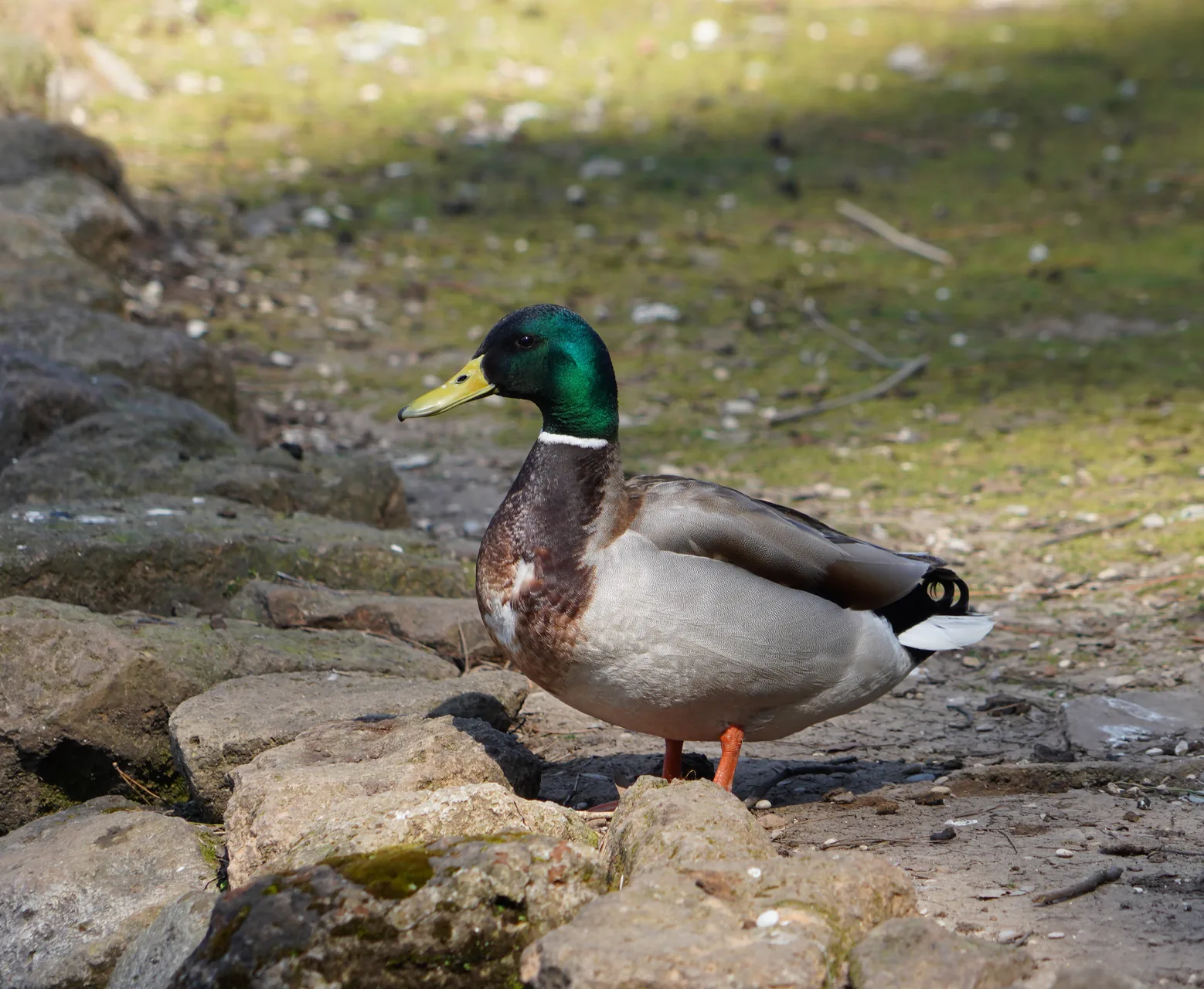 Canard colvert Anas platyrhynchos — canard sauvage chasse élevage GIBIS Isère — photo 3