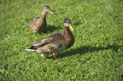 Canard colvert Anas platyrhynchos — canard sauvage chasse élevage GIBIS Isère — photo 4