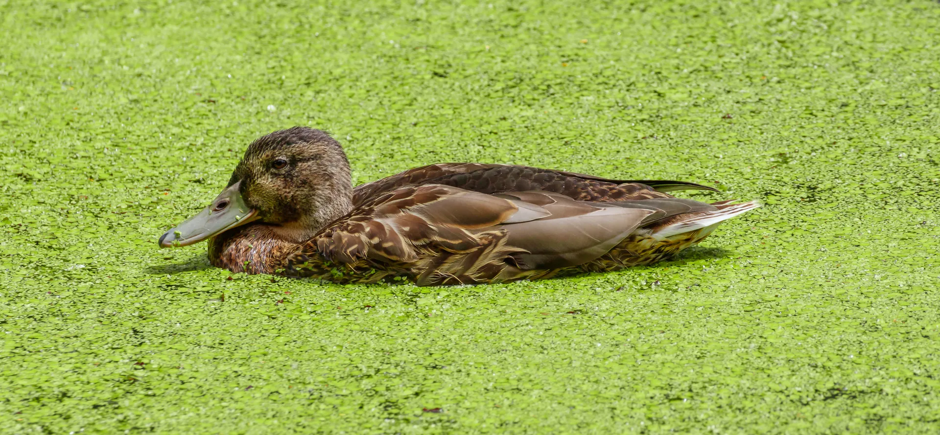Canard colvert Anas platyrhynchos — canard sauvage chasse élevage GIBIS Isère — photo 5