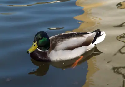 Canard colvert Anas platyrhynchos — canard sauvage chasse élevage GIBIS Isère — photo 6