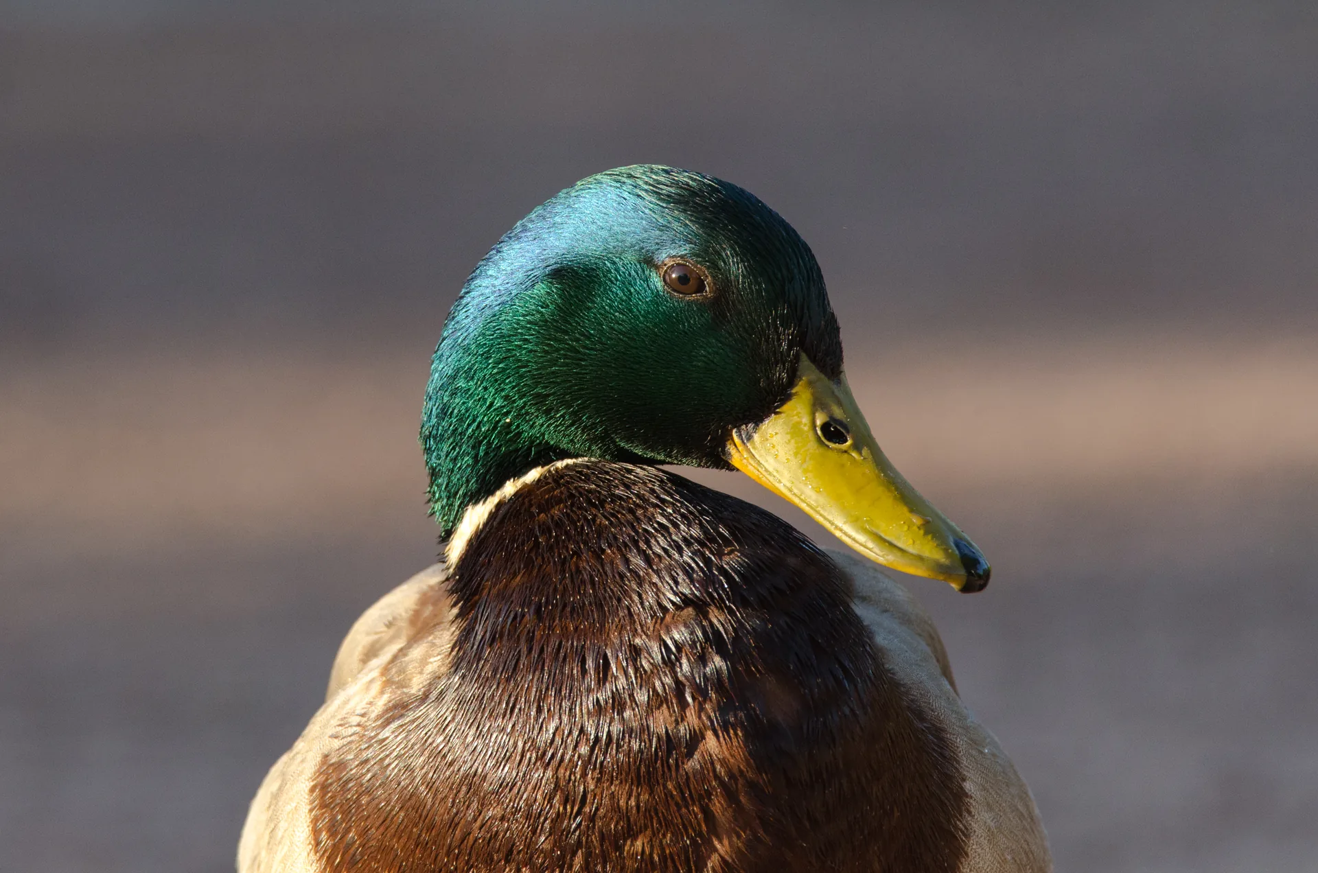 Canard colvert Anas platyrhynchos — canard sauvage chasse élevage GIBIS Isère — photo 7