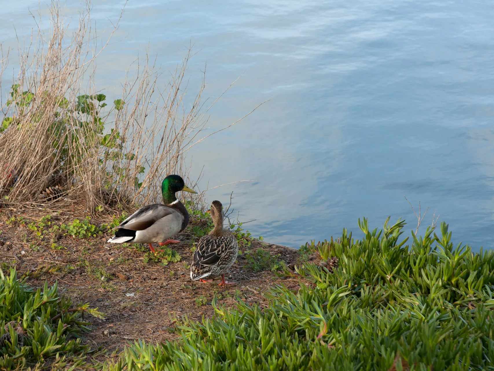 Canard colvert Anas platyrhynchos — canard sauvage chasse élevage GIBIS Isère — photo 8