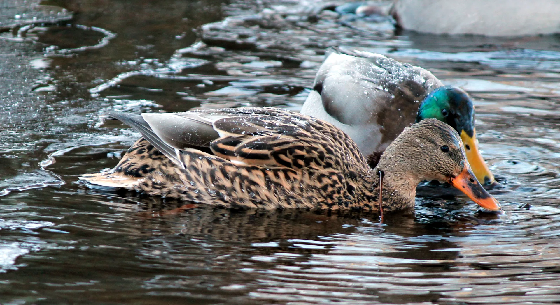 Canard colvert Anas platyrhynchos — canard sauvage chasse élevage GIBIS Isère — photo 9