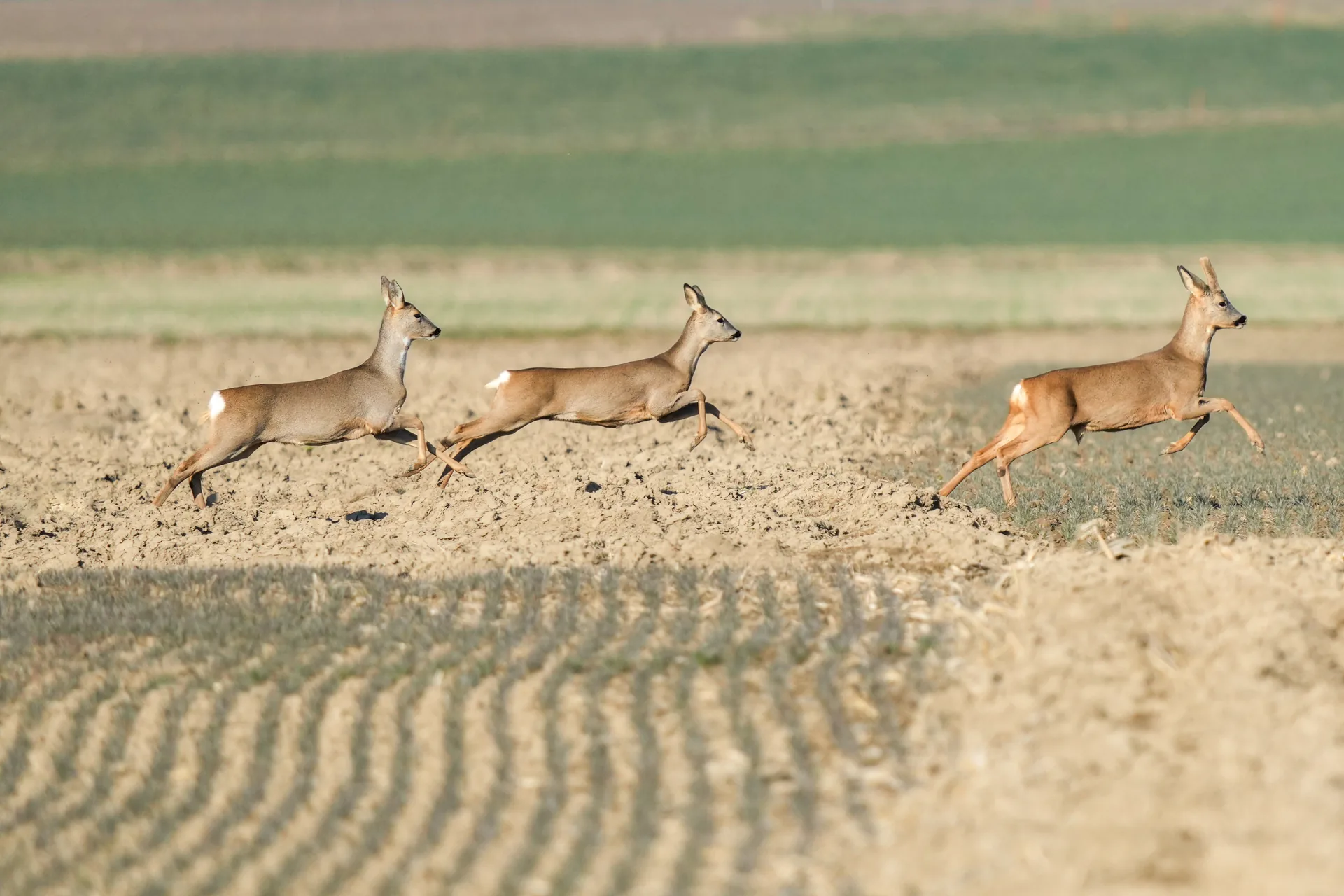 Chevreuil Capreolus capreolus — grand gibier élevage naturel GIBIS Isère