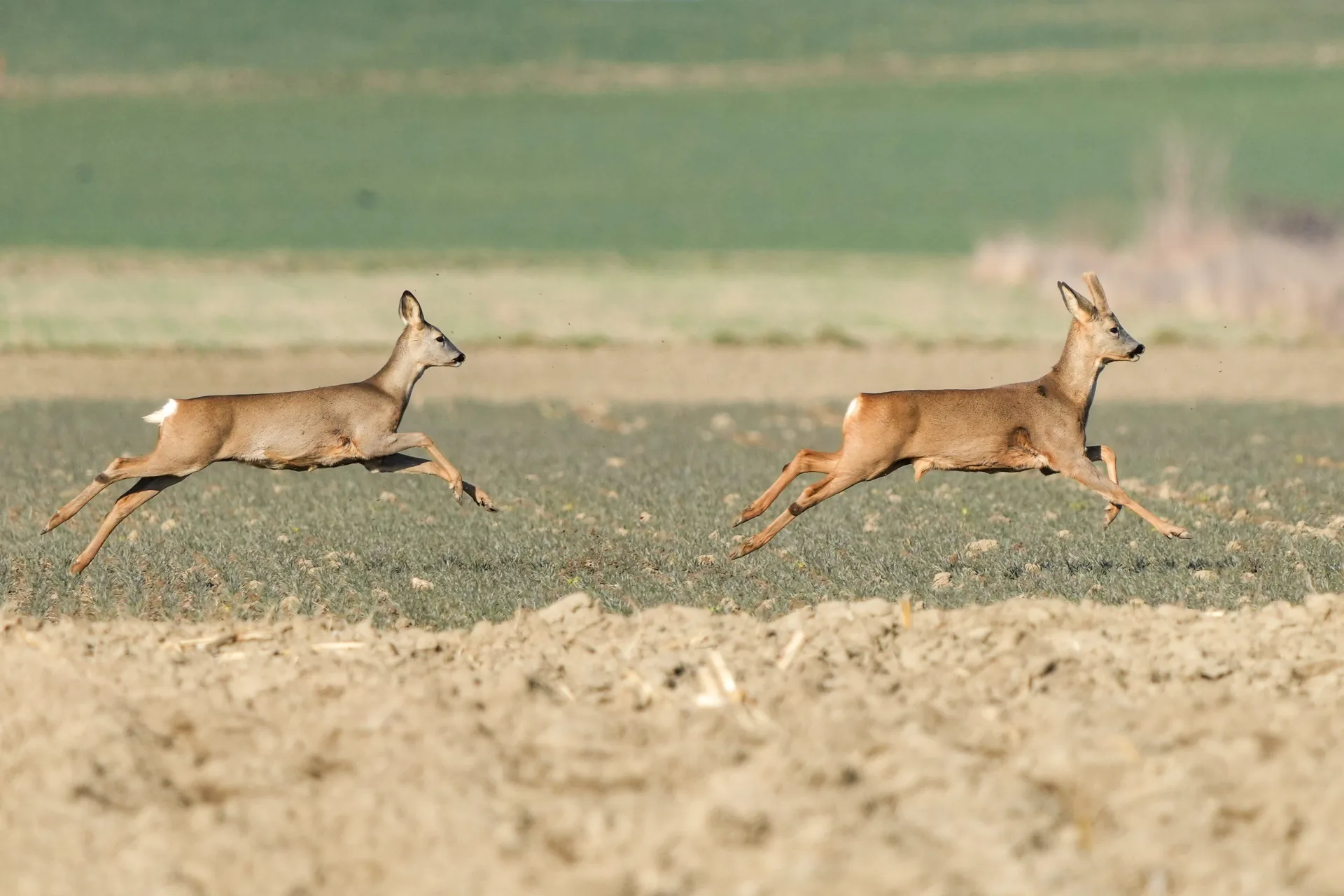 Chevreuil brocard Capreolus capreolus — grand gibier naturel élevage GIBIS