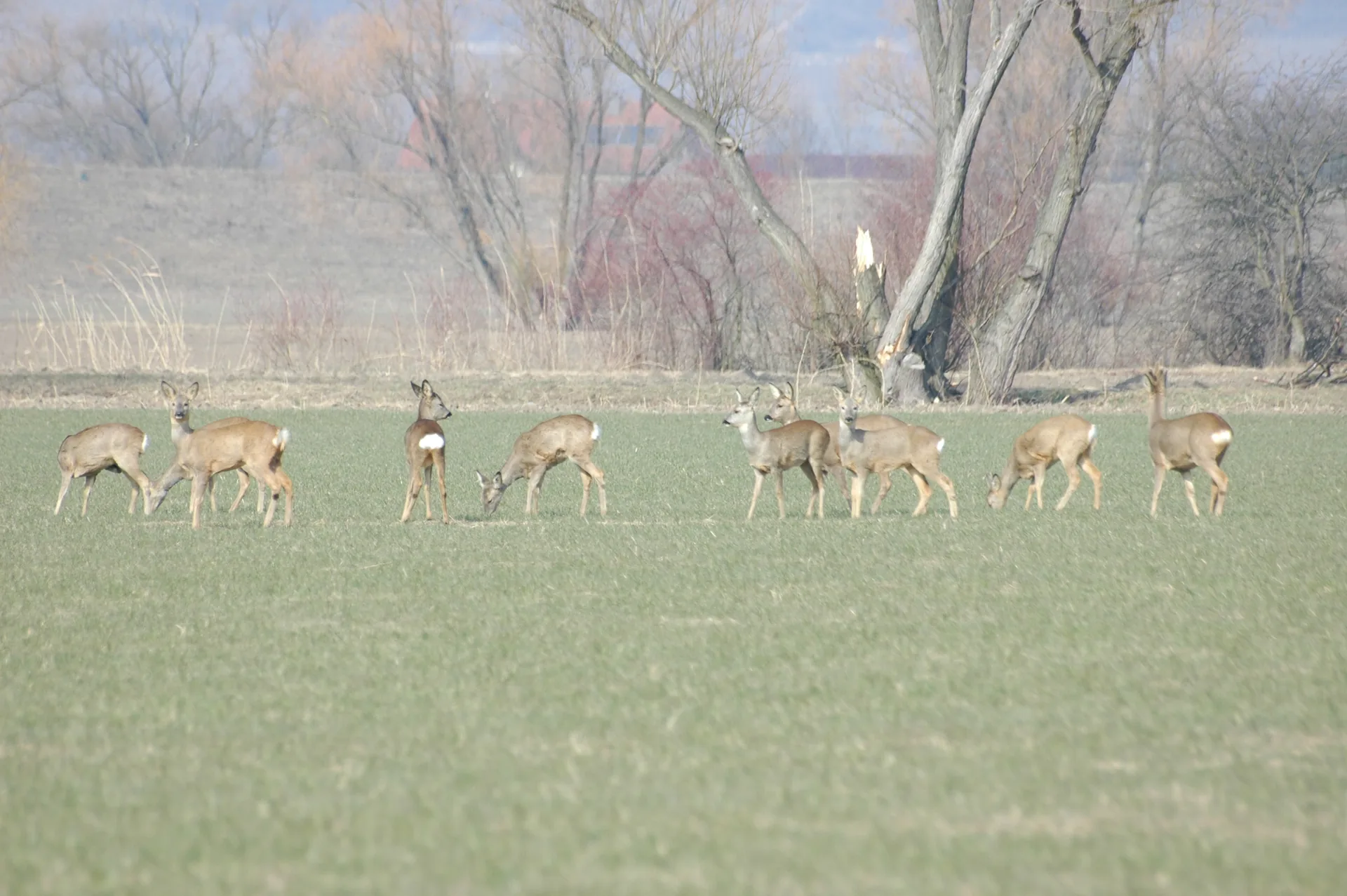 Chevreuil Capreolus capreolus — chevreuil grand gibier élevage GIBIS Isère — photo 8