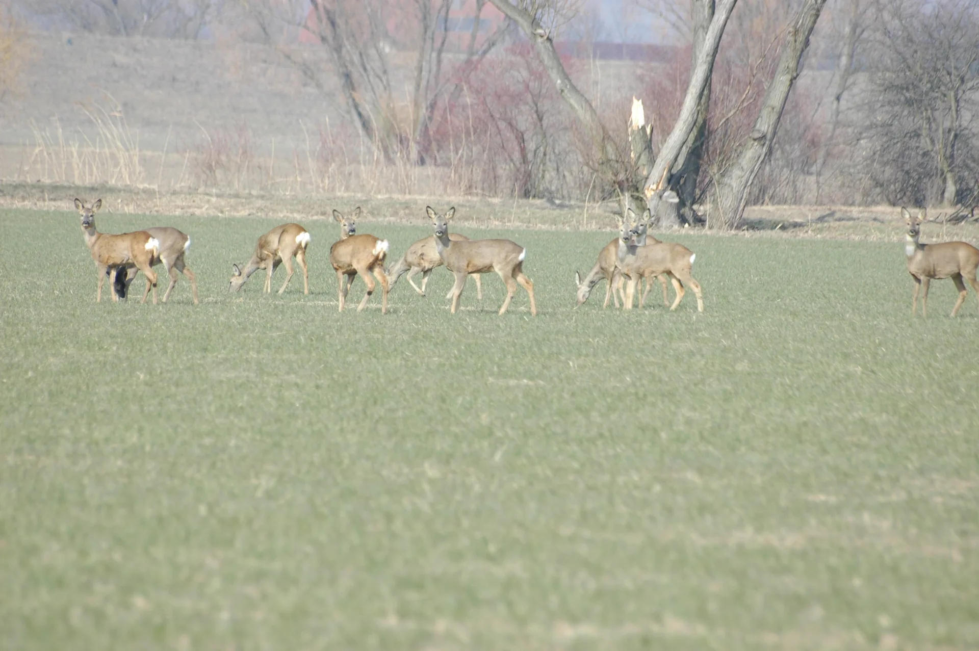 Chevreuil Capreolus capreolus — chevreuil grand gibier élevage GIBIS Isère — photo 9