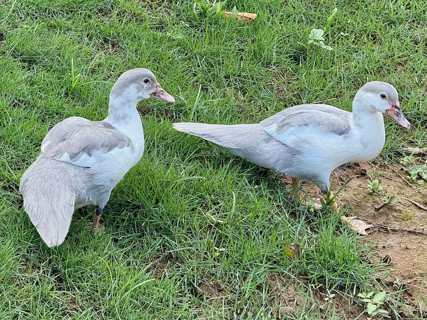 Kaczki domowe (biegusy indyjskie), forma domowa Anas platyrhynchos domesticus wywodząca się z krzyżówki