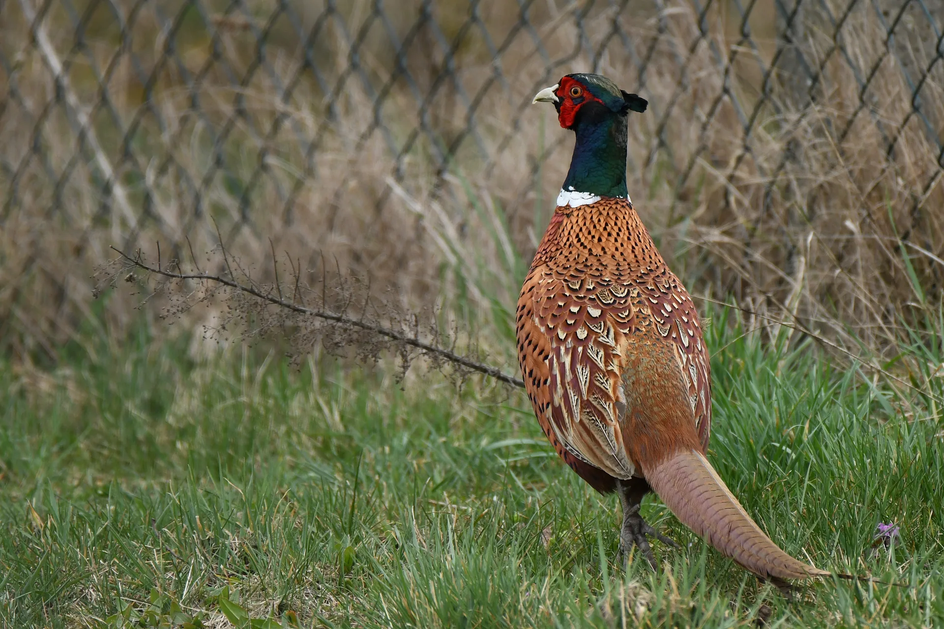 Coq faisan chinois à collier blanc dans une volière plantée de l'élevage GIBIS, queue entière