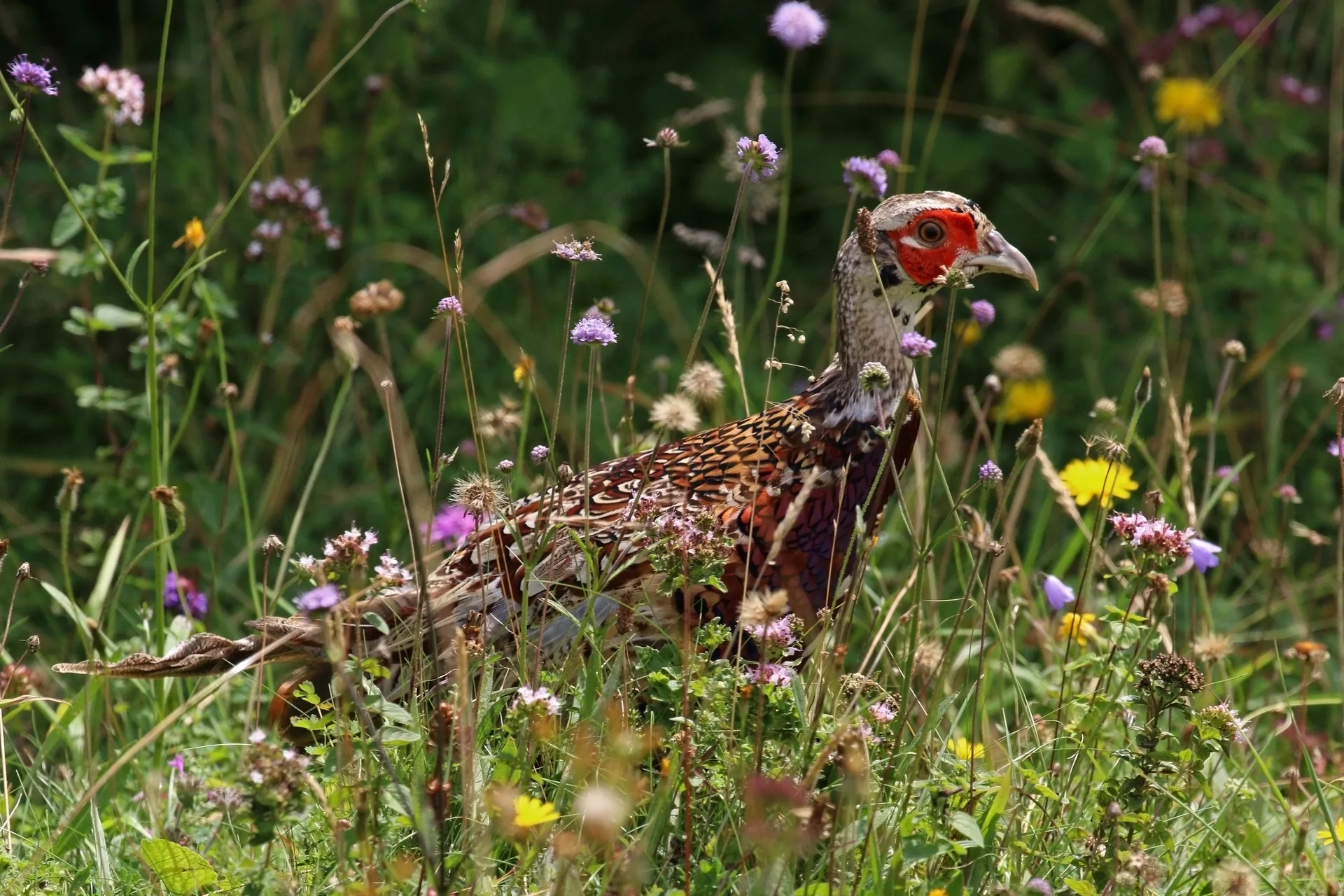 Jeune faisan dans un couvert végétal dense en fleurs — étape volière plantée de l'élevage de faisans GIBIS