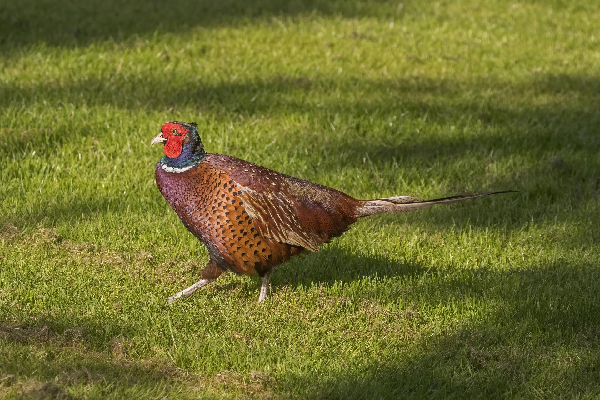 Coq faisan adulte à longue queue entière sur une prairie — critère de qualité d'un élevage de faisans