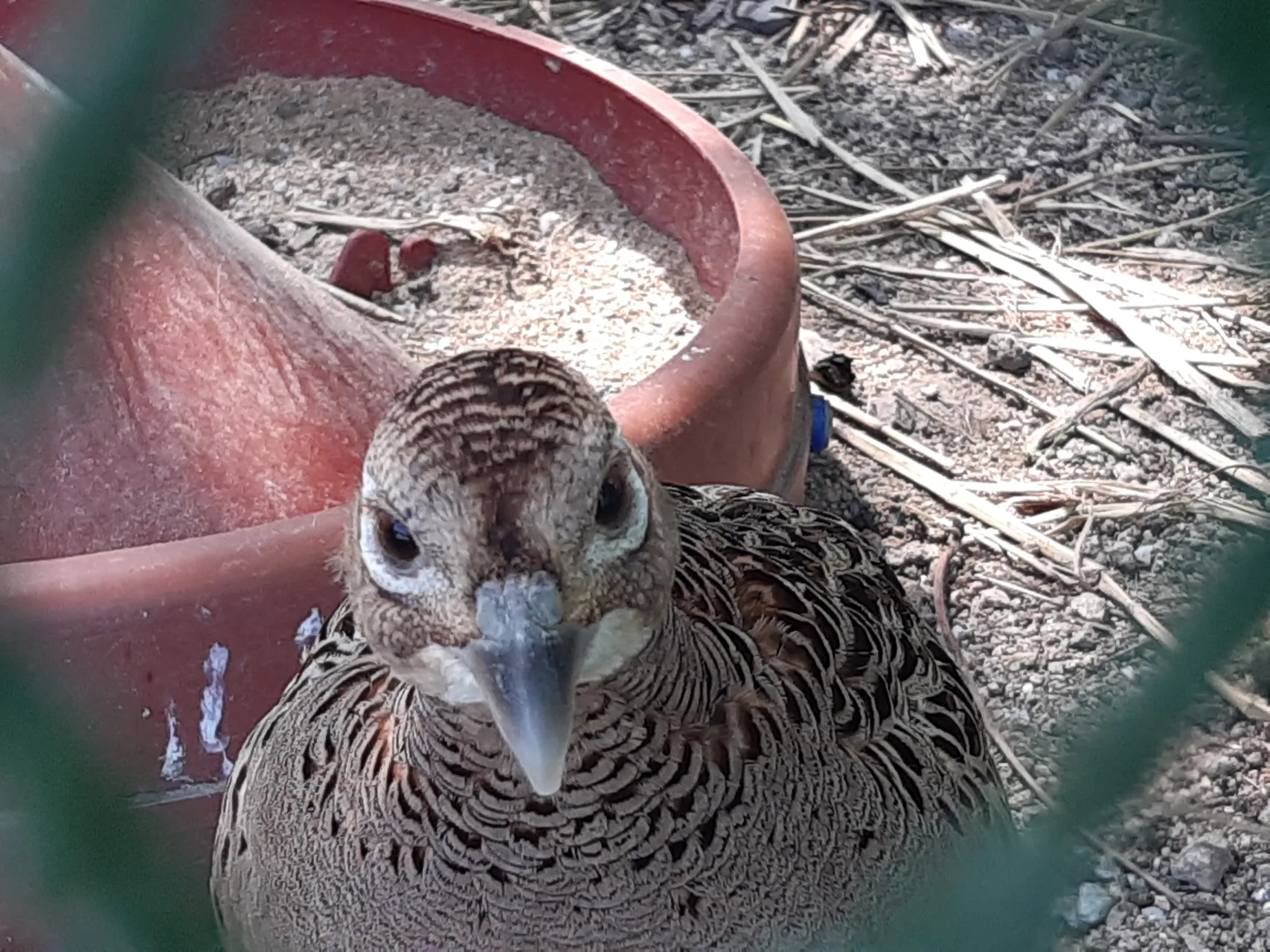 Poule faisane reproductrice GIBIS dans son parc de ponte, près d'un abreuvoir — élevage de Chatte, Isère