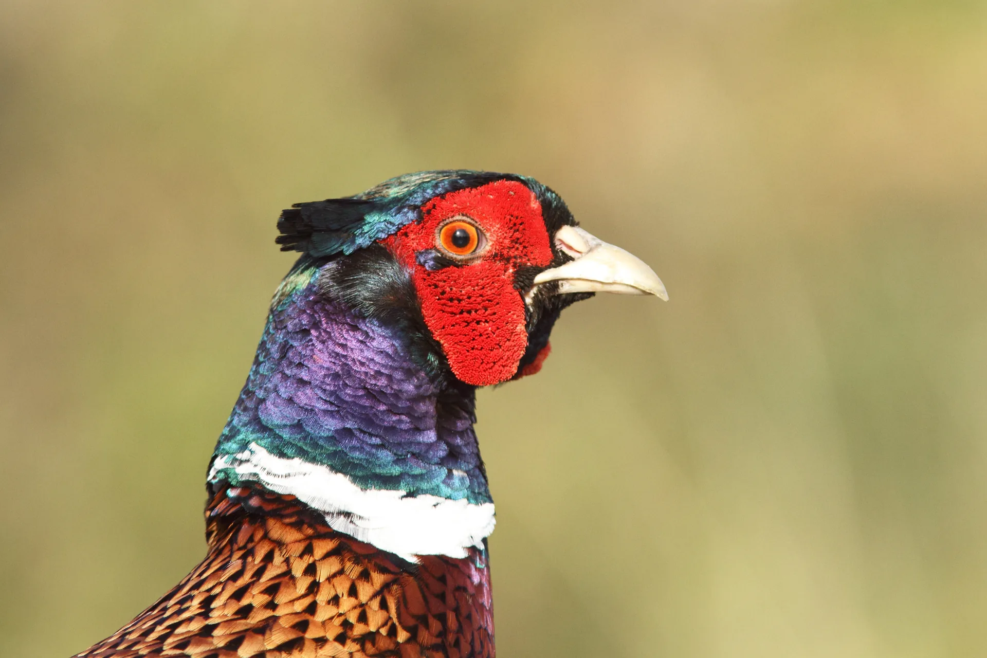 Portrait d'un coq faisan de chasse — plumage complet et masque facial rouge, élevage GIBIS en Isère