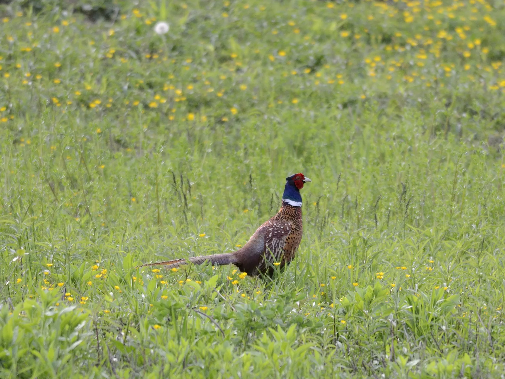 Faisan de France Phasianus colchicus — faisan commun élevage GIBIS Chatte Isère