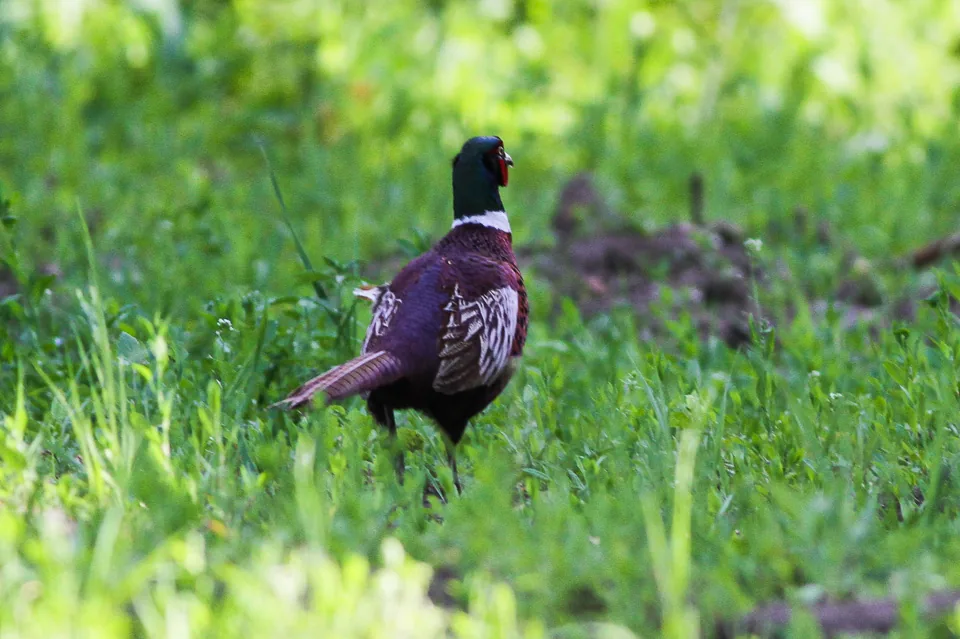 Faisan de France Phasianus colchicus — faisan de chasse repeuplement GIBIS — photo 2