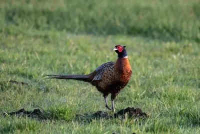 Faisan de France Phasianus colchicus — faisan de chasse repeuplement GIBIS — photo 7