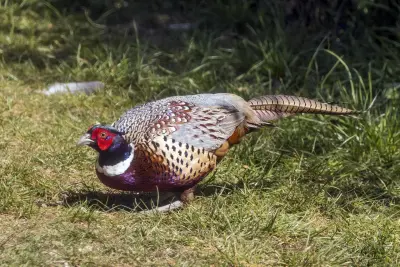 Faisan de France Phasianus colchicus — faisan de chasse repeuplement GIBIS — photo 9