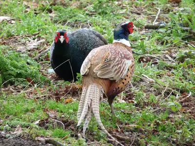 Faisan obscur, mutation mélanique de Phasianus colchicus