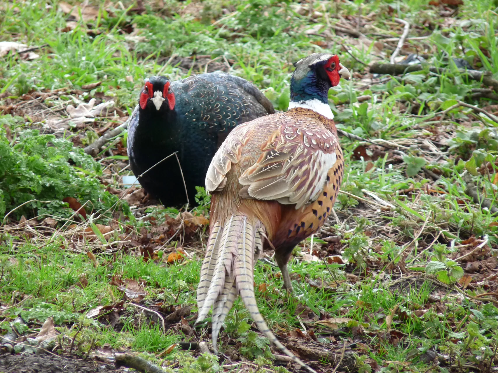 Faisan obscur mélanistique GIBIS — plumage sombre reflets bleu-vert métallique