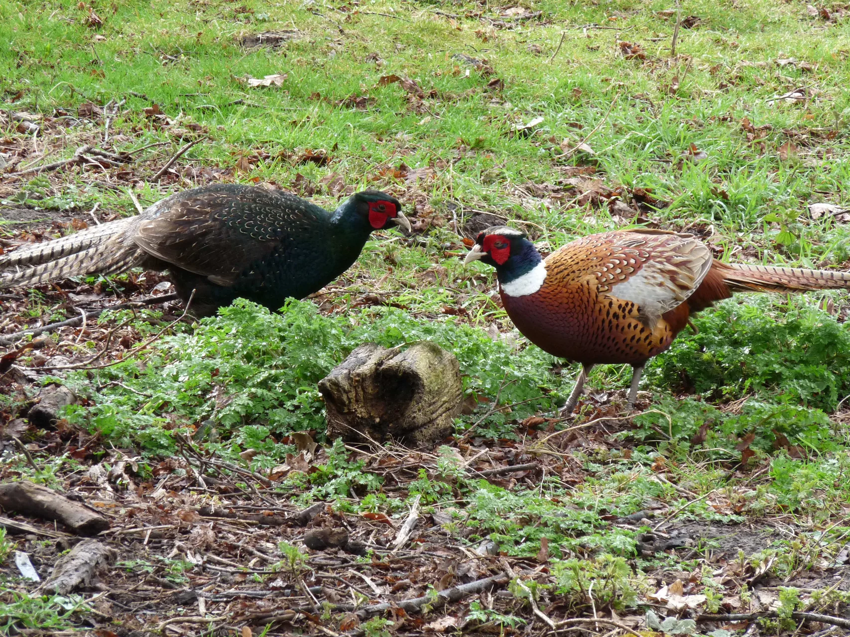 Faisan obscur mélanistique — faisan sombre plumage bleu-vert chasse GIBIS — photo 10