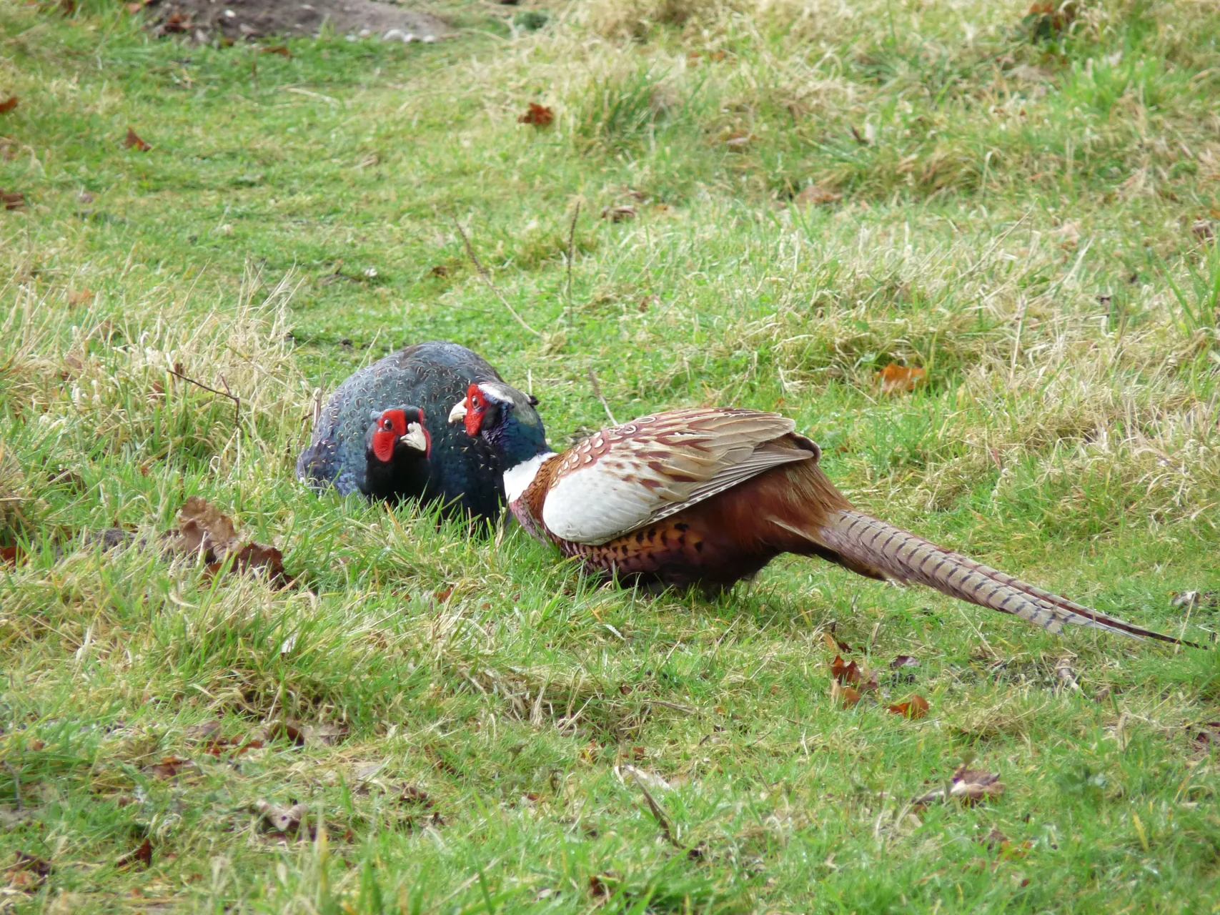 Faisan obscur mélanistique — faisan sombre plumage bleu-vert chasse GIBIS — photo 3