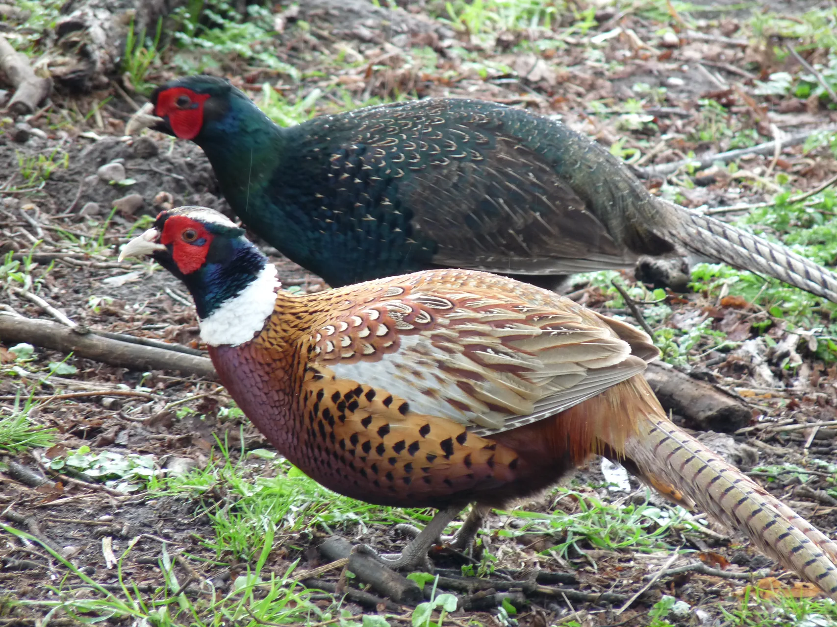 Faisan obscur mélanistique — faisan sombre plumage bleu-vert chasse GIBIS — photo 4