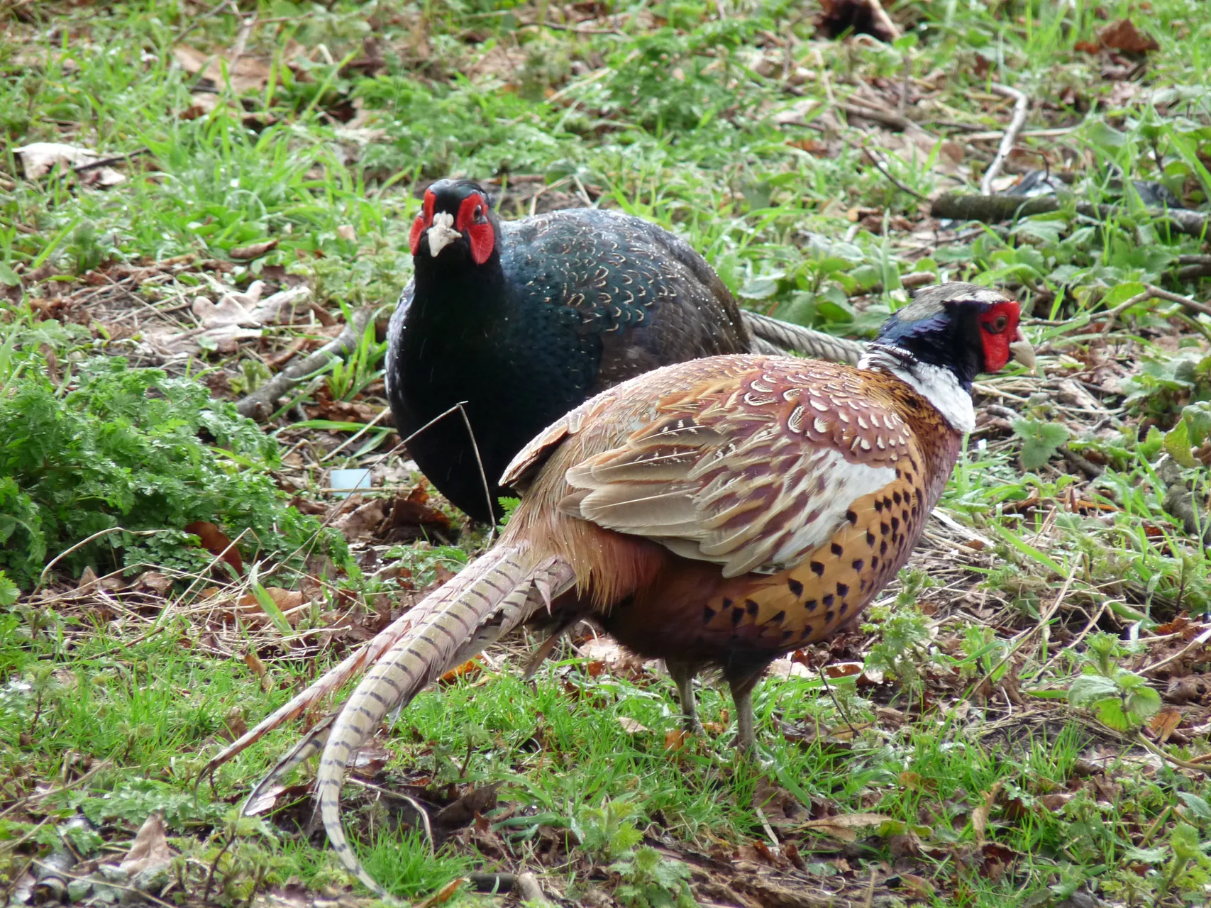 Faisan obscur mélanistique — faisan sombre plumage bleu-vert chasse GIBIS — photo 6