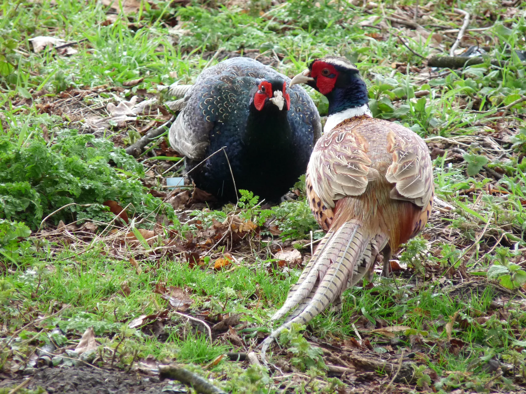 Faisan obscur mélanistique — faisan sombre plumage bleu-vert chasse GIBIS — photo 7