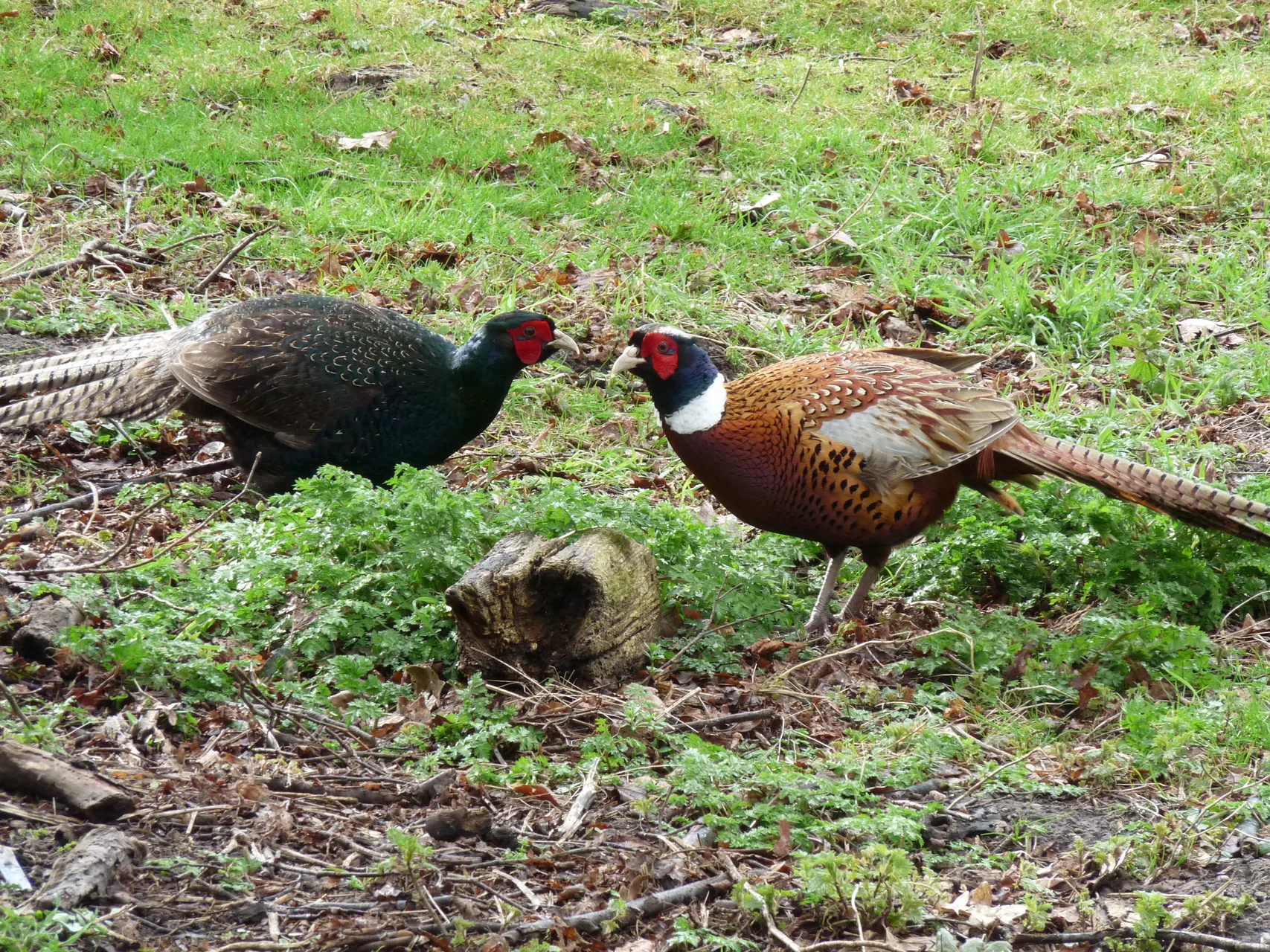 Faisan obscur mélanistique — faisan sombre plumage bleu-vert chasse GIBIS — photo 8