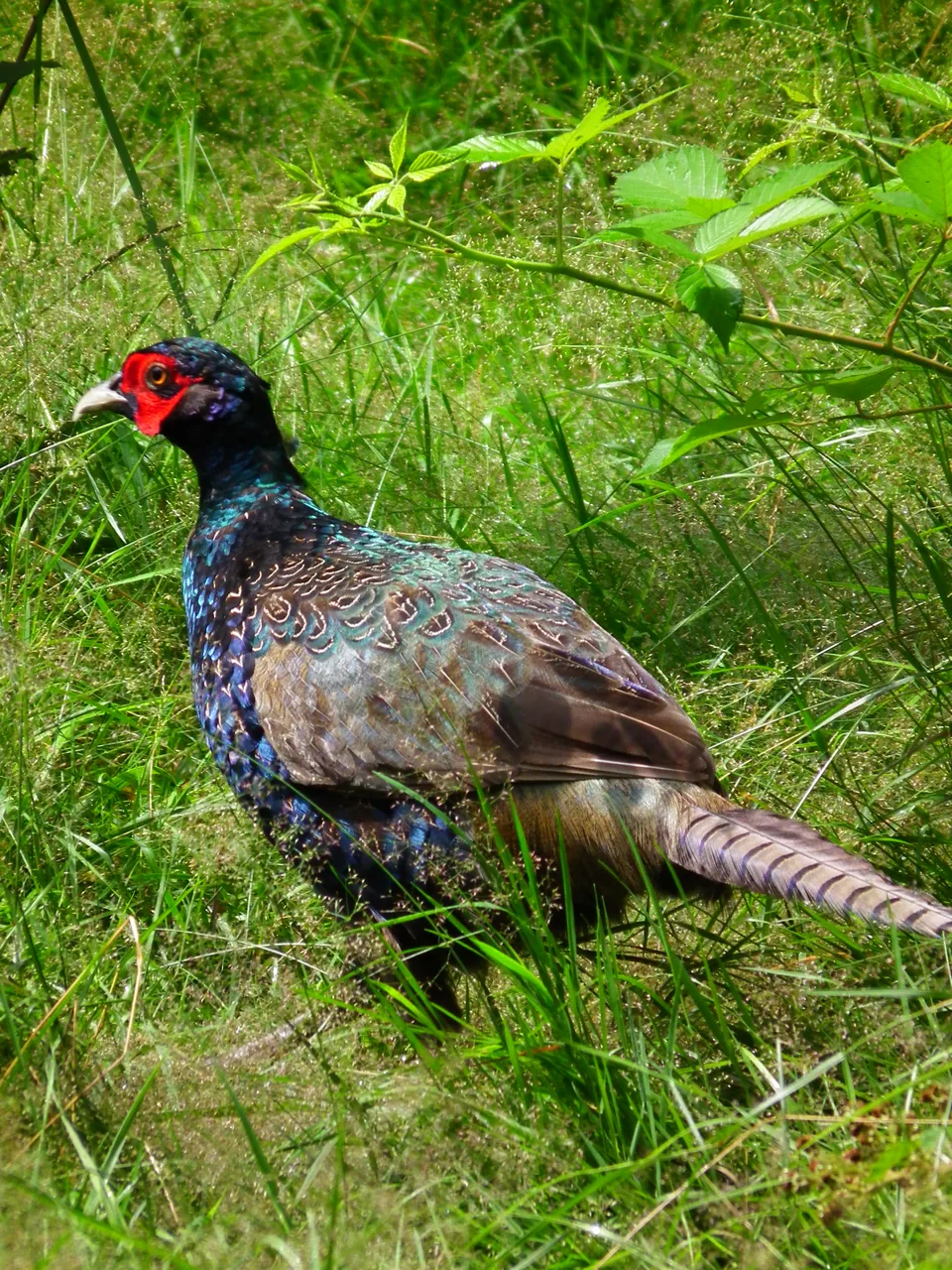Faisan PUR CHASSE® GIBIS — souche exclusive élevage naturel volière Isère — photo 10