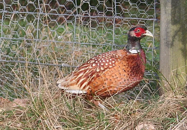 Faisan PUR CHASSE® GIBIS — souche exclusive élevage naturel volière Isère — photo 8