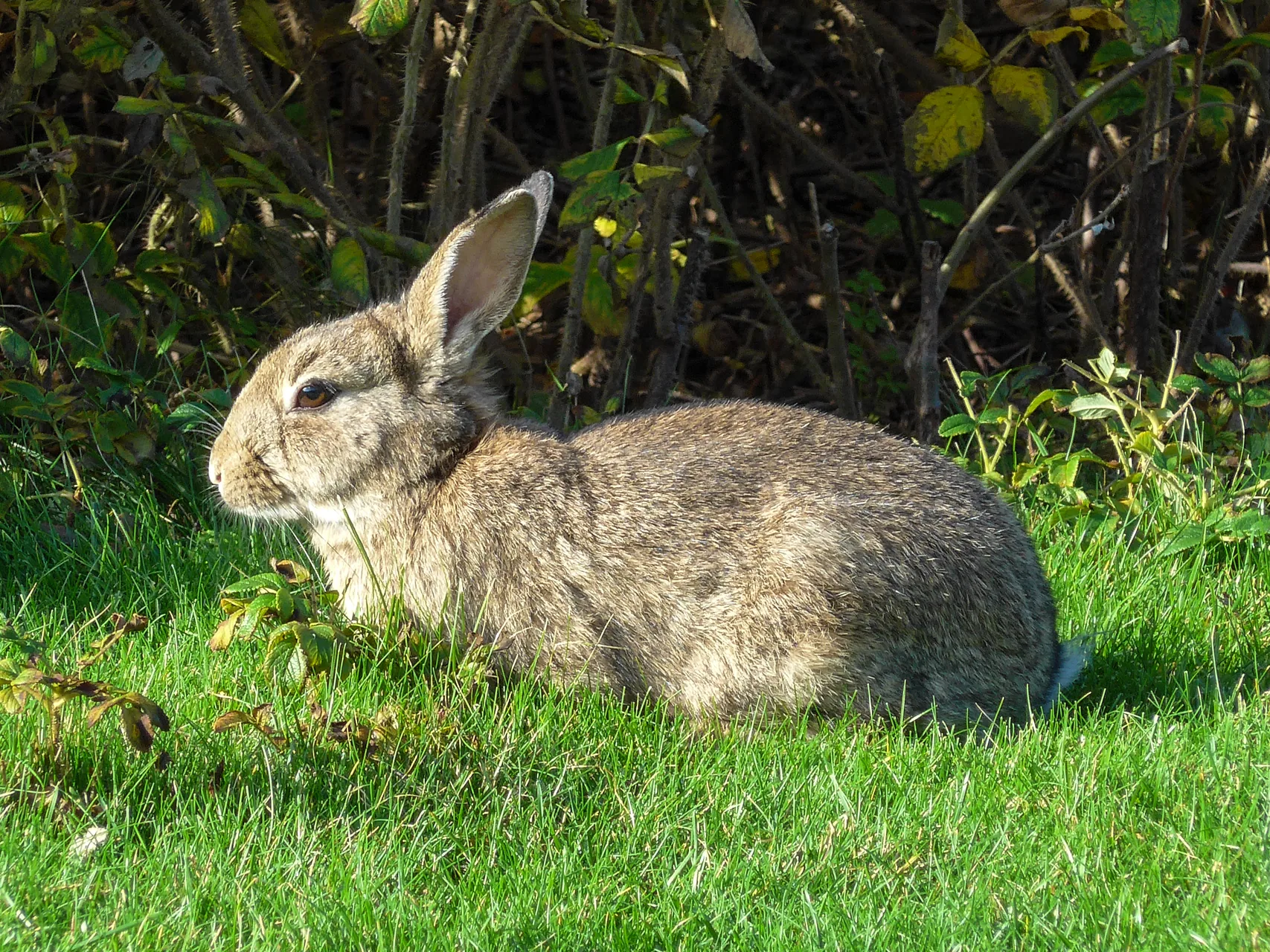 Lapin de garenne — reproduction naturelle élevage plein air GIBIS Isère
