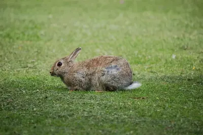 Ayıq vəziyyətdə, ağ quyruğu qaldırılmış Avropa dovşanı
