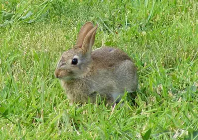Lapin de garenne Oryctolagus cuniculus — lapin sauvage élevage repeuplement GIBIS — photo 2