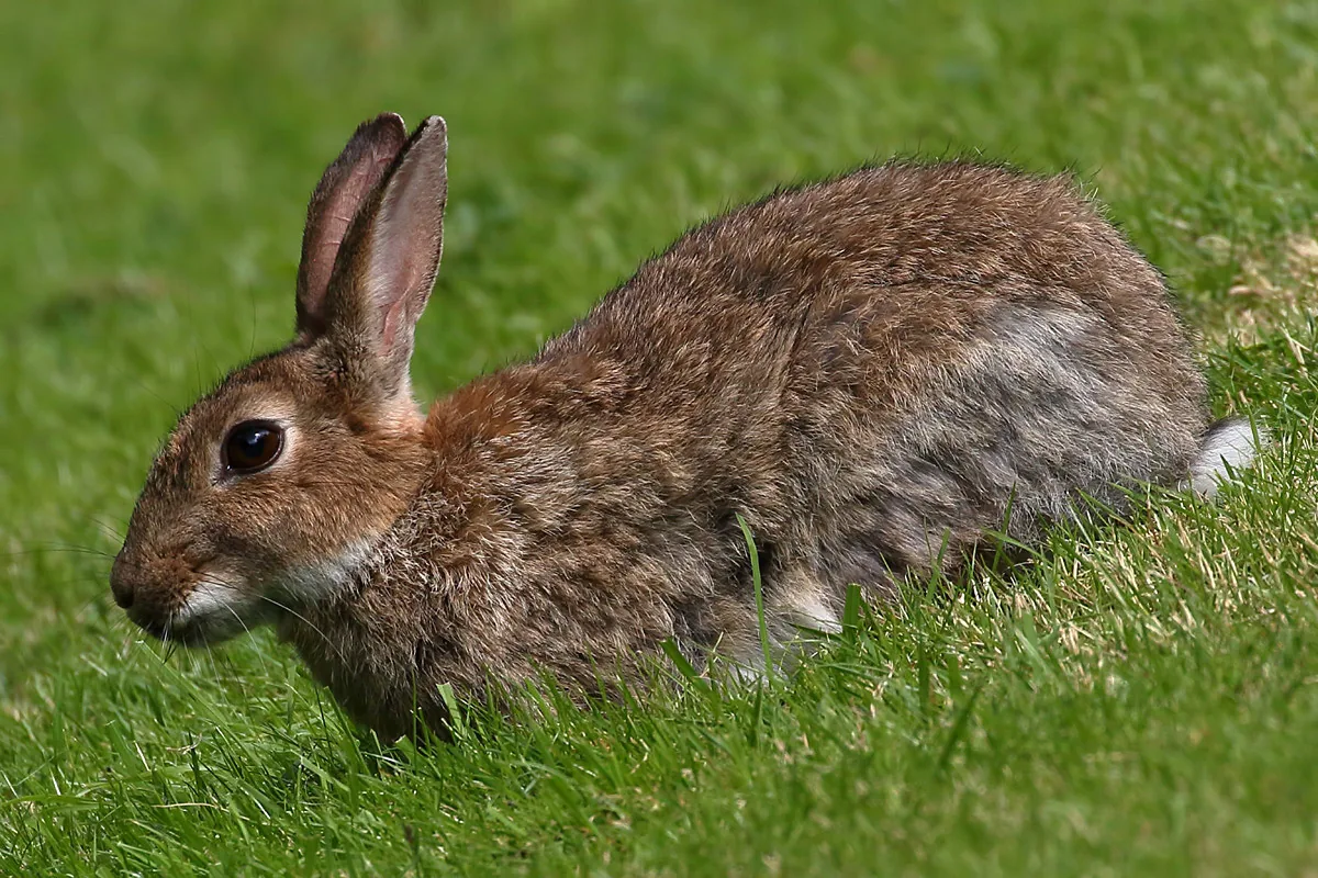 Lapin de garenne Oryctolagus cuniculus — lapin sauvage élevage repeuplement GIBIS — photo 3