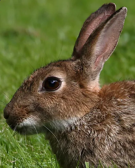 Lapin de garenne Oryctolagus cuniculus — lapin sauvage élevage repeuplement GIBIS — photo 4