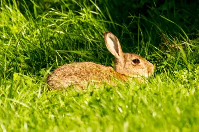 Lapin de garenne Oryctolagus cuniculus — lapin sauvage élevage repeuplement GIBIS — photo 5