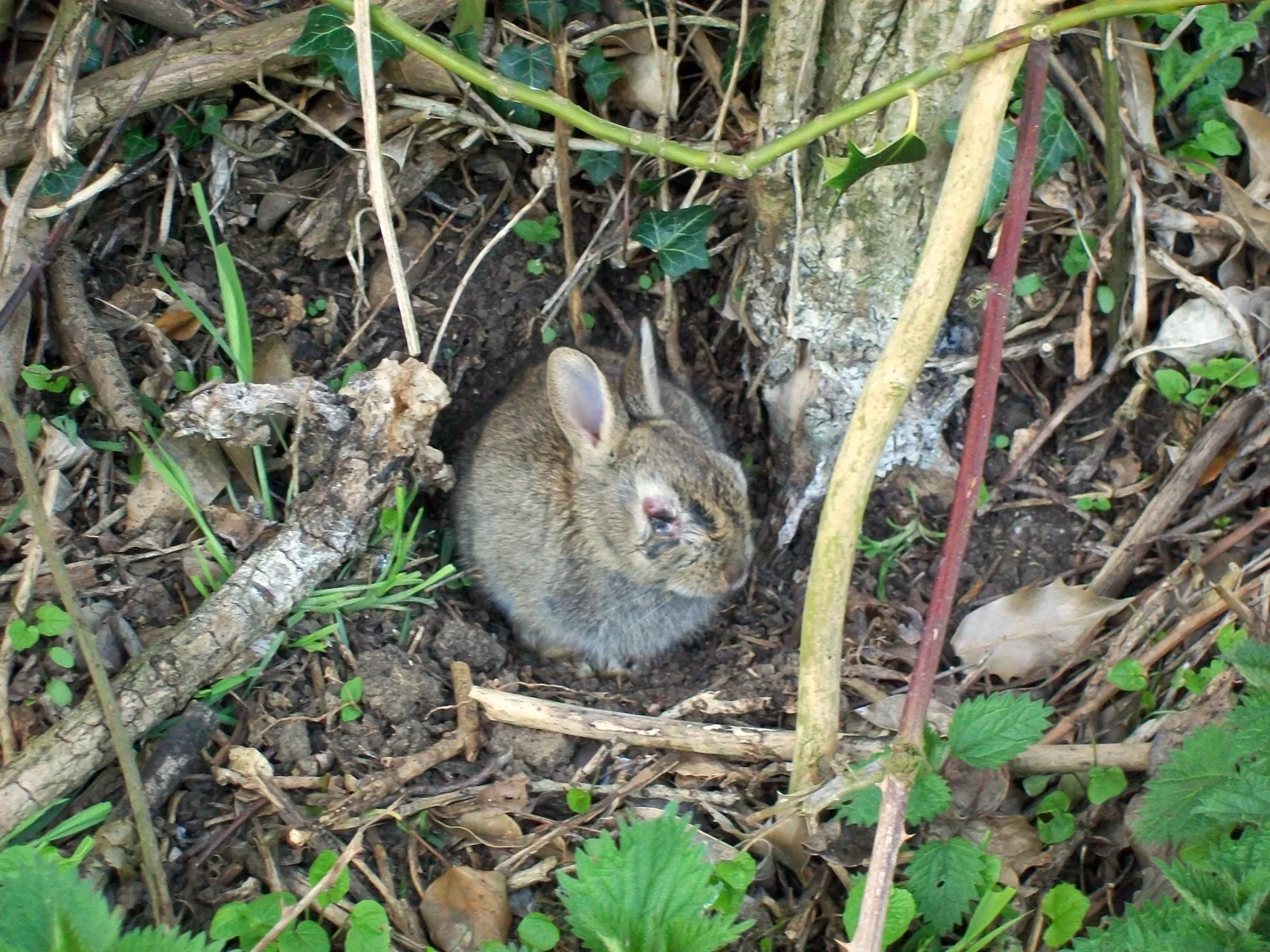 Lapin de garenne Oryctolagus cuniculus — lapin sauvage élevage repeuplement GIBIS — photo 6