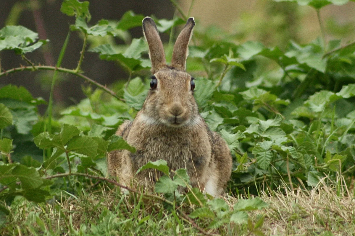 Lapin de garenne Oryctolagus cuniculus — lapin sauvage élevage repeuplement GIBIS — photo 8