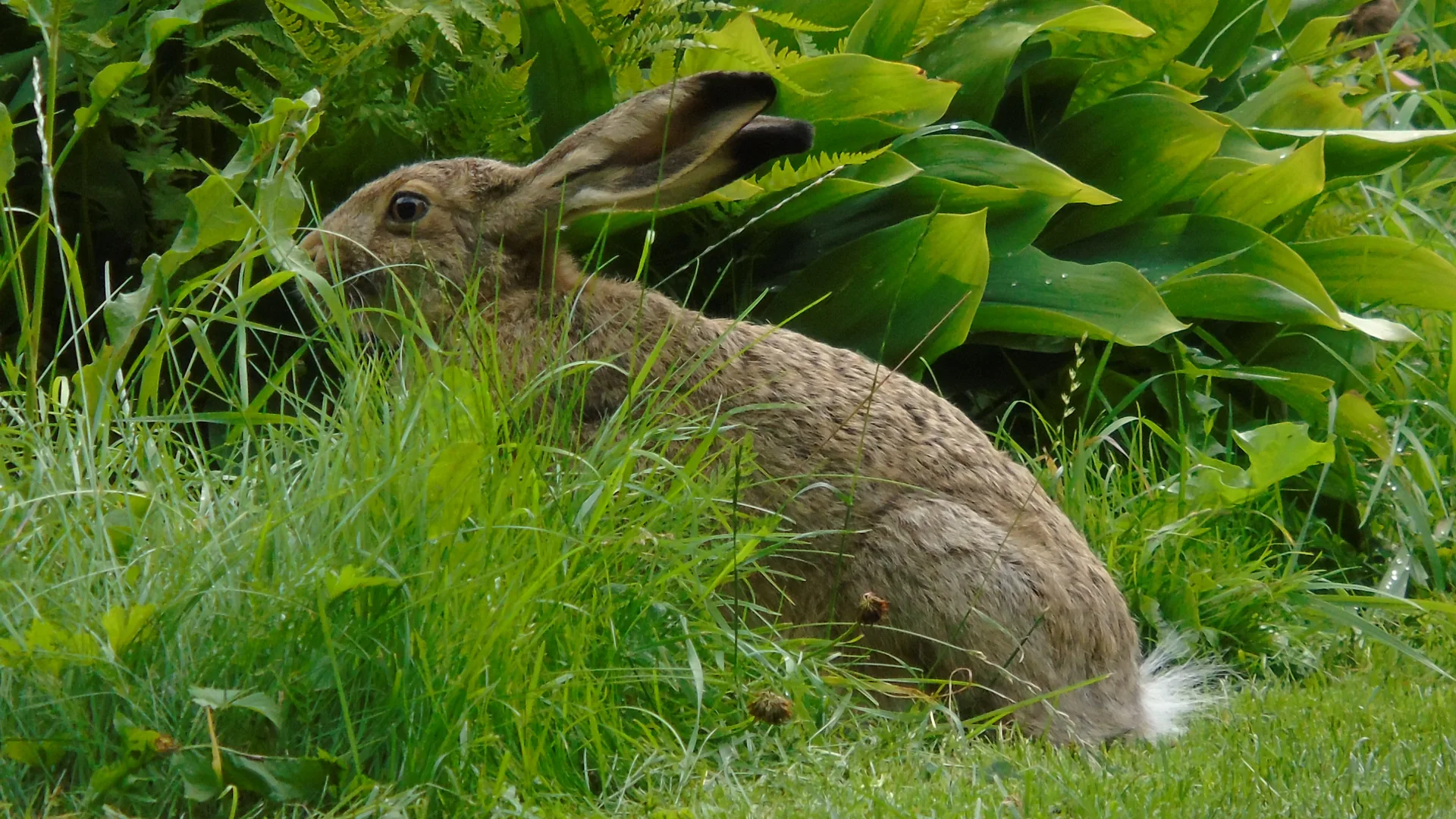 Lièvre de montagne — lièvre brun européen élevage naturel GIBIS Isère