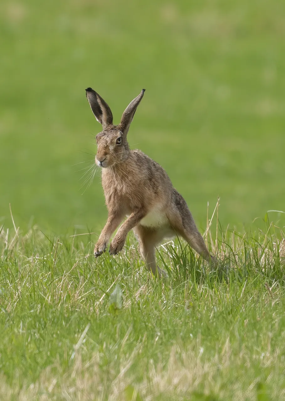 Lièvre européen Lepus europaeus — lièvre montagne chasse élevage GIBIS — photo 10